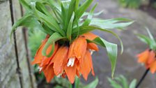 Fritillaria Imperialis