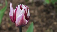 Tulip