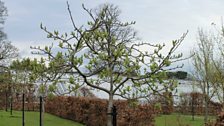 Medlar Trees in the Fruit Garden