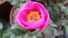 Peony Mascula