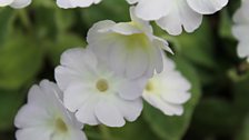 Alpine Primula