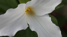 Trillium Albidum