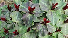 Gothic Trilliums Cloropetalum in the Woodland