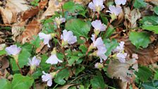 Delicate looking Shortia Uniflora, pink & pretty