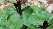 Gothic Trilliums Cloropetalum in the Woodland