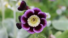 Exquisite Auriculas