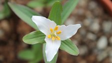 Trillium