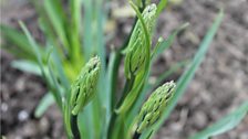 Camassias Awaiting Planting