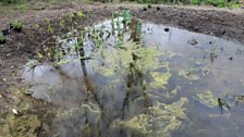 Dreaded Pondweed...About To Be Banished (Fingers Crossed)