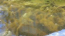 Dreaded Pondweed...About To Be Banished (Fingers Crossed)