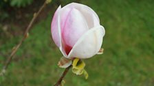 Magnolia In Bud