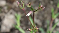 Tiny Lychnis