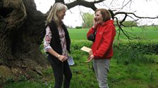 Kirsteen finds out more about the 900-year-old oak from Catherine