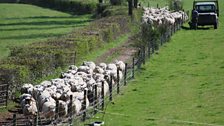 Surrey Sheep by John Stather