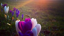 Crocuses in the Sunshine by Scarlett Close