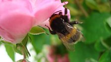 Bee on Pink Flower by Tracey Jude