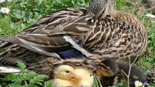 Mother Duck and Ducklings by Irene Ford