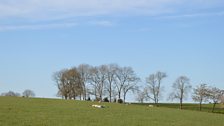 The Speer's Family Farm Sheep