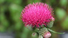 Garden show Ireland at Antrim Castle Gardens