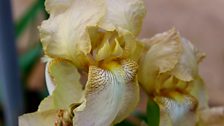 Iris 'Nigel'