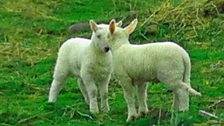 Young lambs