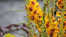 Careful planting provides year round colour