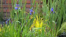 The RHS commissioned Sean to design a 'front' garden for a home