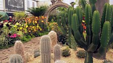 Cacti and succulents on show