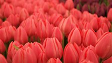 Tulips in the Great Pavilion