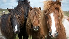 Ponies on Llanllwni Mountain