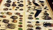 A beetle box from the Natural History Museum. Beetles are incredibly diverse and make up 40% of all animal species.