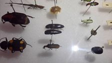 The beetle in the centre flies towards forest fires to lay its eggs and is inspiring fire safety techniques in California