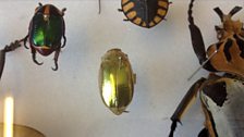 This golden beetle appears invisible in its Amazon rainforest environment