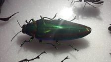 An emerald beetle that can maintain its colour for millenia after death