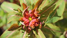 Rain Spangled Euphorbia