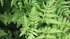 Lovely Ferns