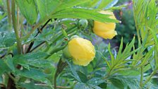 Tree Peony in the Bear Garden