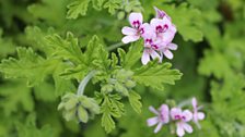 Scented Climing Geranium