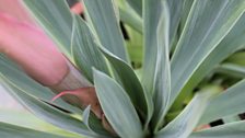 Exotic buds of the unusual Beschorneria Yuccoides