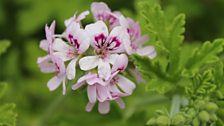 Scented Climbing Geranium