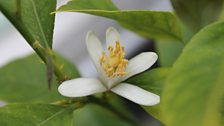 Pretty Flowers of a Lemon Tree