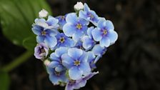 Lovely Flowers of the Chatham Island Forget-Me-Not