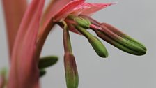 Exotic buds of the unusual Beschorneria Yuccoides