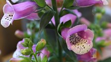 Fabulous Foxglove