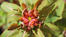 Rain Spangled Euphorbia