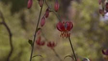 Lilium martagon