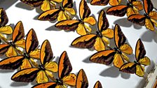 Golden birdwing butterflies