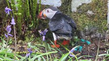 Rain washed puffin