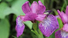 Iris in close-up