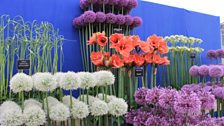 Amaryllis and Alliums